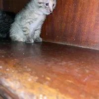 گربه|گربه|ساری, |دیوار