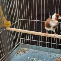 سهره دوساله پامست.انگشتر.قناری.گرینجک.عروس هلندی|پرنده|کرمانشاه, |دیوار