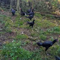 فروش جوجه مرغ لاری با اصالت|حیوانات مزرعه|خرمآباد (تنکابن), |دیوار