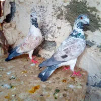 گرگی|پرنده|زاهدان, |دیوار