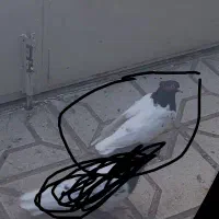 گمشده