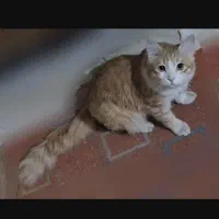 گربه نارنجی سفیدمفقود شده نژاد نسبتا پر مو