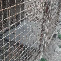 کفتر کبوتر|لوازم جانبی حیوانات|تهران, تهرانسر مرکزی|دیوار