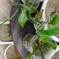 معاوضه گا های پتوس  و جو فیل و شمشیری