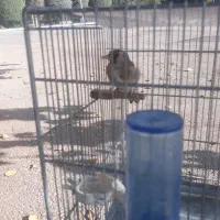 سهره  نر طوقی جفتی قناری وسهره قوار دار فقط تماس