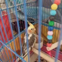 عروس هلندی|پرنده|کلاچای, |دیوار