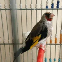 سهره دورگ نر و ماده معاوضه|پرنده|ابریشم, |دیوار