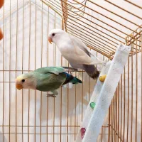 کوتوله برزیلی