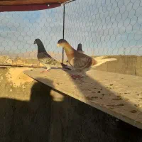 کفتر|پرنده|مشهد, همت آباد|دیوار