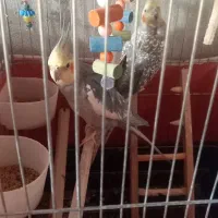 عروس هلندی باقفس ولوازم