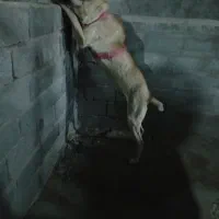 سگ سرابی 2ساله فروشی