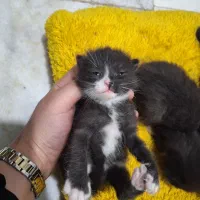 بچه گربه