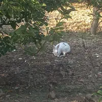 خرگوش|موش و خرگوش|گرگان, |دیوار