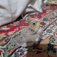 عروس هلندی