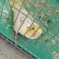 جوجه عروس هلندی