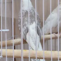 آلبینو دو کت طرح پروانه