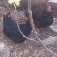 فروش چهار عدد مرغ رسمی تخم گذار|حیوانات مزرعه|یزد, |دیوار