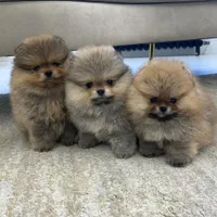 سگ پامرانین خرسی/پامر پرتقالی/نر و ماده..