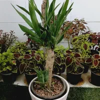 گل یوکا بنسای آگلونما پتوس لیراتا فیکوس آلتیسما|گل و گیاه طبیعی|قم, سنگ بند|دیوار