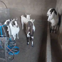 بزگلابی و سانن اصل|حیوانات مزرعه|قائن, |دیوار