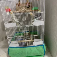 طوطی عروس|پرنده|رشت, کوی مهر|دیوار