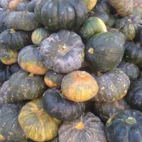 کدوی دامی|لوازم جانبی حیوانات|ضیابر, |دیوار