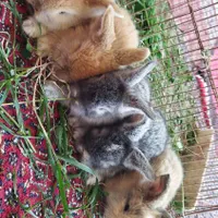 خرگوش