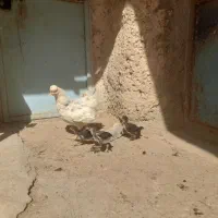 مرغ جوجه مرندی جوجه بوقلمون