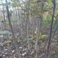 نهال گردو ۴ ساله  بزری1قد نهال 1/5تا 2متر دانه ۶۰