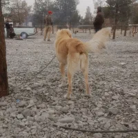 سگ گلدن|سگ|ری, علایین|دیوار