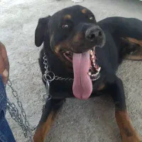 واگذاری سگ روتوایلر|سگ|بومهن, |دیوار