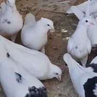 فروش تعدادی کبوتر سفید کاکلی و طوقی