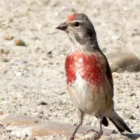 چنتا سهره سینه سرخ قناری.گلبسر.کبوتر.انگشتر