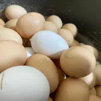 تخم مرغ خانگی