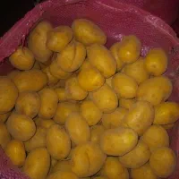 سیب کلومبا درجه یک|خوردنی و آشامیدنی|چادگان, |دیوار