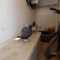 کبوتر ارزان و مفت