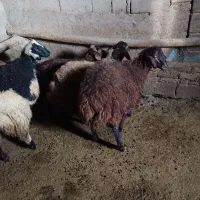 فروش بره های نژاد دار هترو