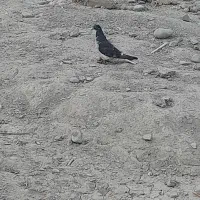 کبوتر|پرنده|ایرانشهر, |دیوار