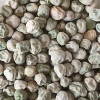 بذر نخود فرنگی