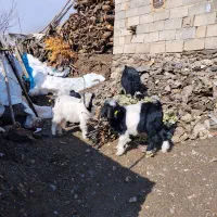 بزغاله|حیوانات مزرعه|بانه, |دیوار