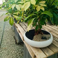 بن سای|گل و گیاه طبیعی|تهران, تجریش|دیوار
