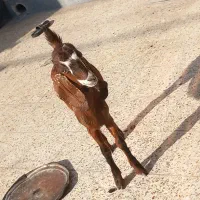 بز ماده ندی هیکل بزرگ