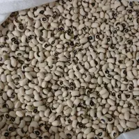 حبوبات درجه یک|عمده‌فروشی|مرودشت, بیست متری بیمارستان|دیوار