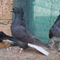 سوسک دم سفید کاکلی