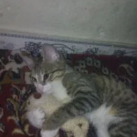 واگذاری گربه