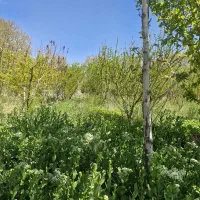 باغچه-4دیواری-با-برق-و-اب-کشاورزی-داعمی