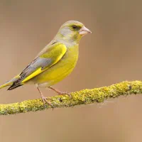 سهره سبز نر