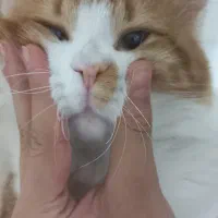 فروش گربه پسر خوشتیپ مامانشه