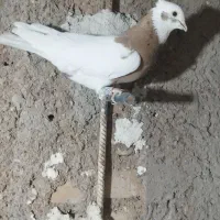 طوق شازده نر