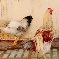 خروس محلی جوان